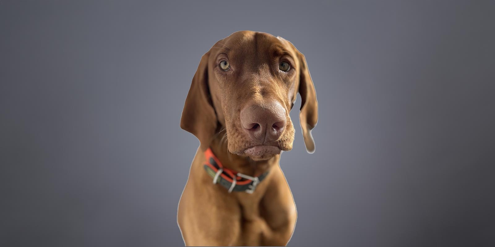 Der Hund hat ein glänzendes, kurzes Fell und trägt ein farbenfrohes Halsband, das seine lebhafte Persönlichkeit unterstreicht.