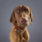 Der Hund hat ein glänzendes, kurzes Fell und trägt ein farbenfrohes Halsband, das seine lebhafte Persönlichkeit unterstreicht.